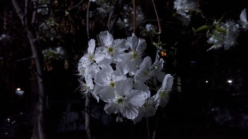 Close-up of white flowering plant