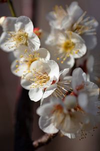 Close-up of white flowers