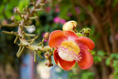 Close-up of red flowering plant