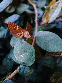 Close-up of wet flower on plant