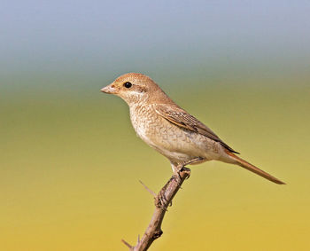 Close-up of bird perching on branch