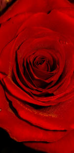 Close-up of red rose