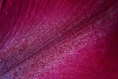 Close-up of water drops on rose flower