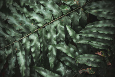 Full frame shot of fresh green leaves