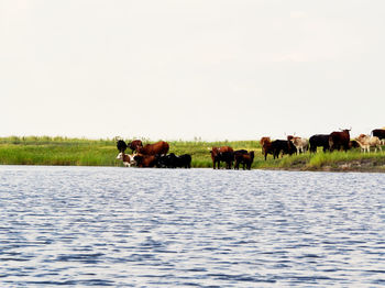 View of elephant in the sea against clear sky