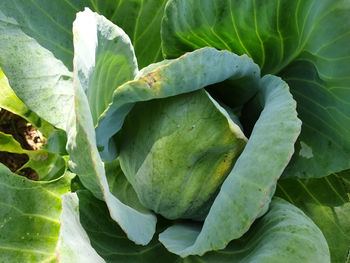 High angle view of growing fresh green cabbage in organic farm