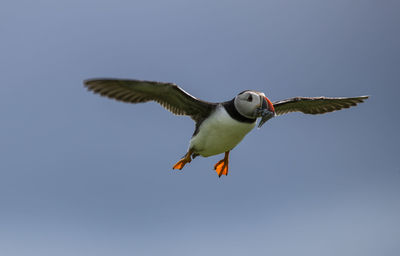 Low angle view of atlantic puffin carrying fish in mouth while flying against clear sky