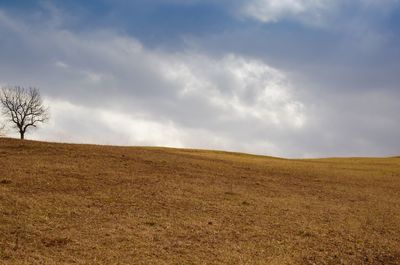 Scenic view of field against sky