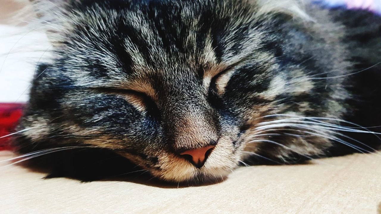 CLOSE-UP OF A SLEEPING CAT