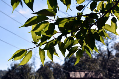 Low angle view of flowering plant against sky