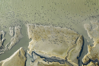 Hundreds of bird dot marsh land looking for lunch in the sf bay