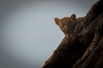 Low angle view of a cat