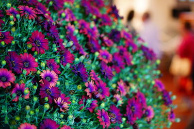 Close-up of multi colored flowers for sale