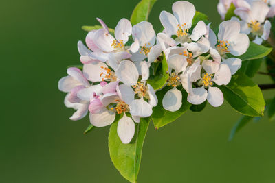 Close-up of white cherry blossoms