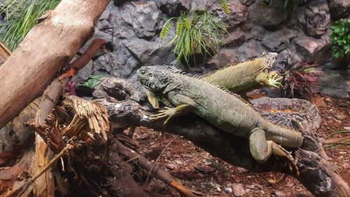 Close-up of lizard on tree