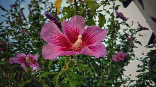 Close-up of fresh pink hibiscus blooming in garden