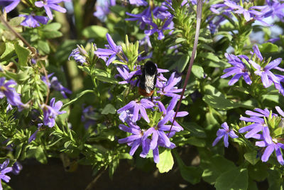 Close-up of bee pollinating on purple flowering plants