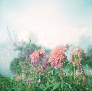 Close-up of flowering plants on field against sky