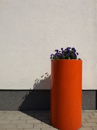 Close-up of potted plant against wall