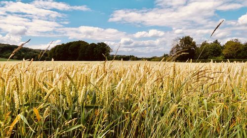 Scenic view of field against sky