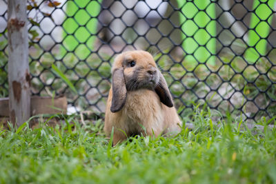 Cute rabbit playing in the meadow green grass. friendship with easter bunny. 