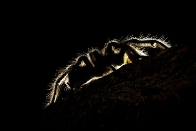 Close-up of insect against black background