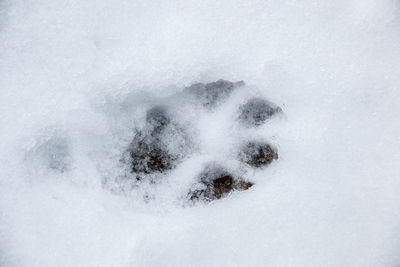 Close-up of snow covered land