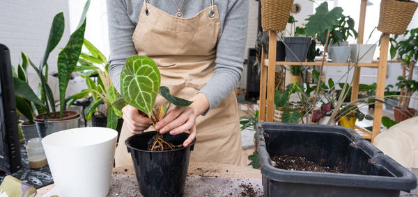 Midsection of woman holding potted plant