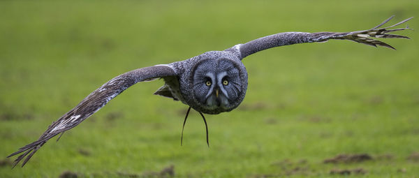 Owl flying outdoors