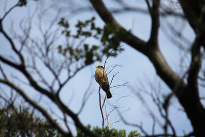 Close-up of bird perching on tree against sky