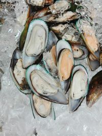 Close-up high angle view of shells