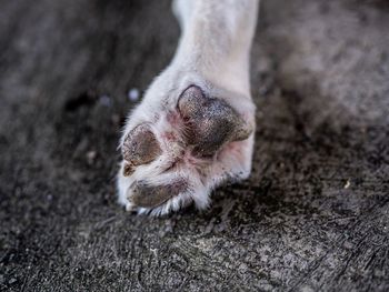 High angle view of a cat