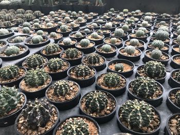 High angle view of potted plants