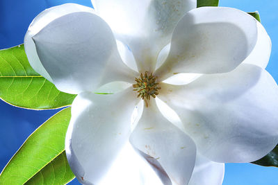 Close-up of flower