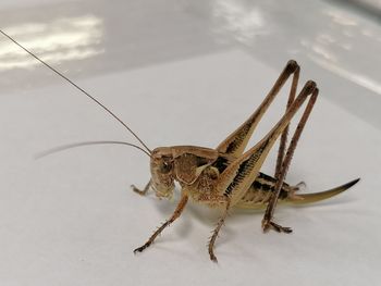 Close-up of insect on wall