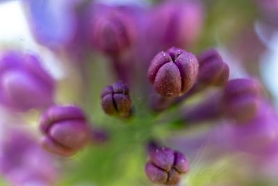 Close-up of purple flowering plant