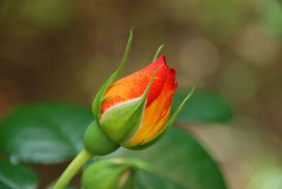 Close-up of flower bud