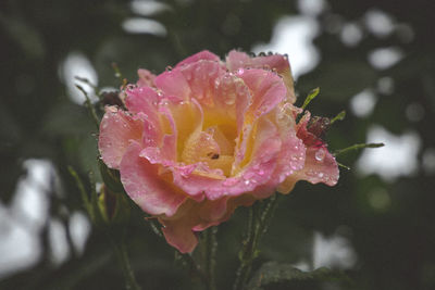 Close-up of wet pink flower blooming outdoors