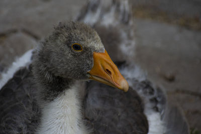 Close-up of a bird looking away