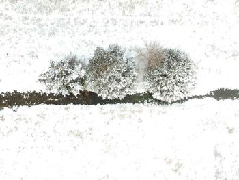 Trees on snow covered field