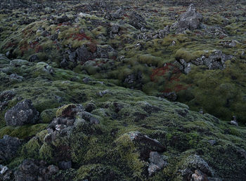 High angle view of moss on rocks