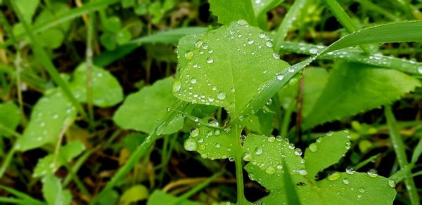 Close-up of raindrops on leaves