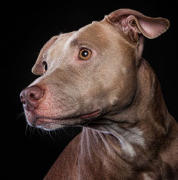 Close-up of a pit bull mix dog over black background