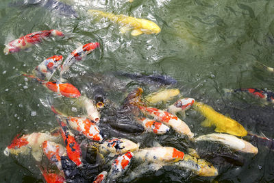 High angle view of koi carps swimming in lake