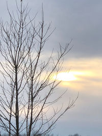 Low angle view of silhouette bare tree against sky during sunset