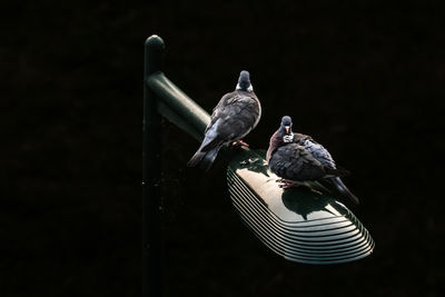 bird