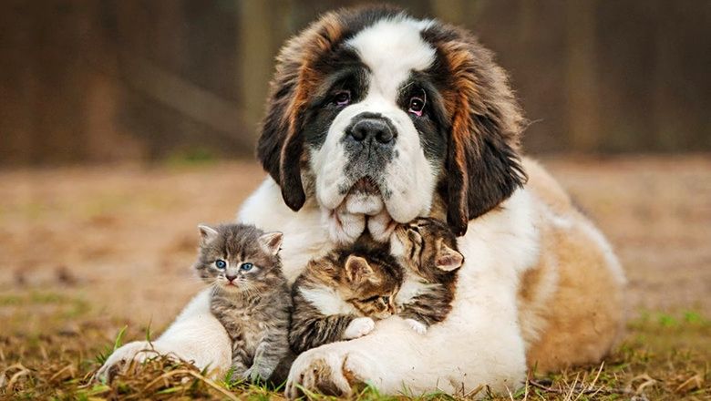 PORTRAIT OF PUPPY ON THE ANIMAL
