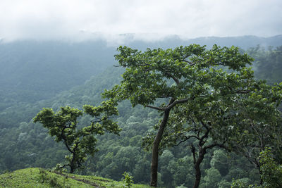 Trees on mountain against sky