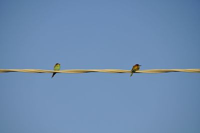 Low angle view of bird perching on cable against clear sky