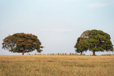 Trees on field against sky